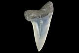 Fossil Mako Tooth - Lee Creek (Aurora), NC #142325-1